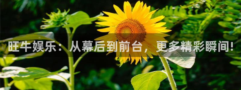 上海伟德国际1946汽车电子有限公司：旺牛娱乐：从幕后到前台，更多精彩瞬间!